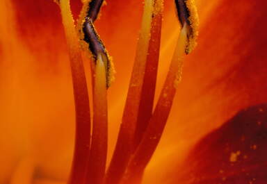 Stargazer