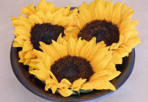 Sunflower Trio
